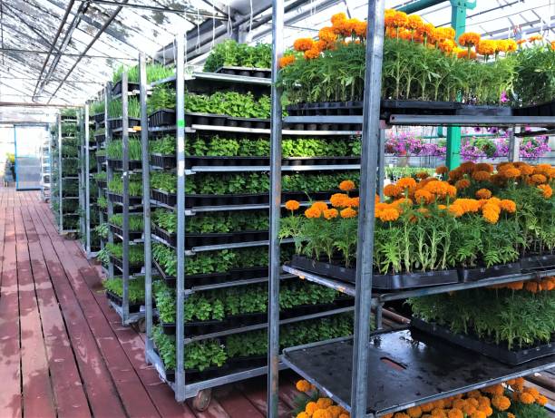 Danish Nursery Trolley